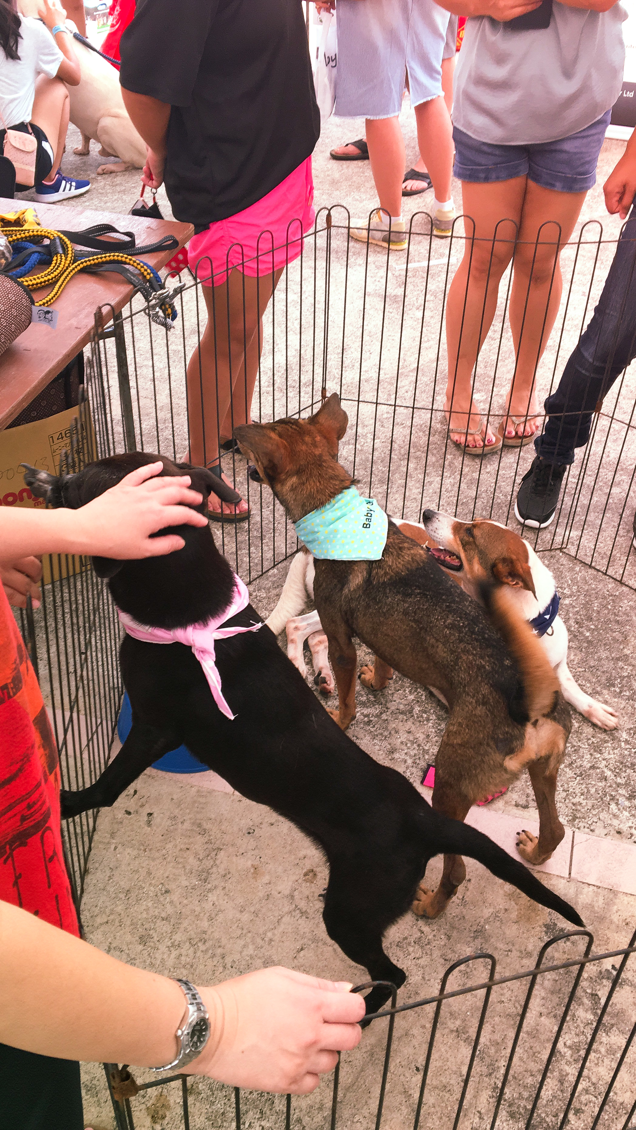 Adoption Drive 2017 - Singapore 14