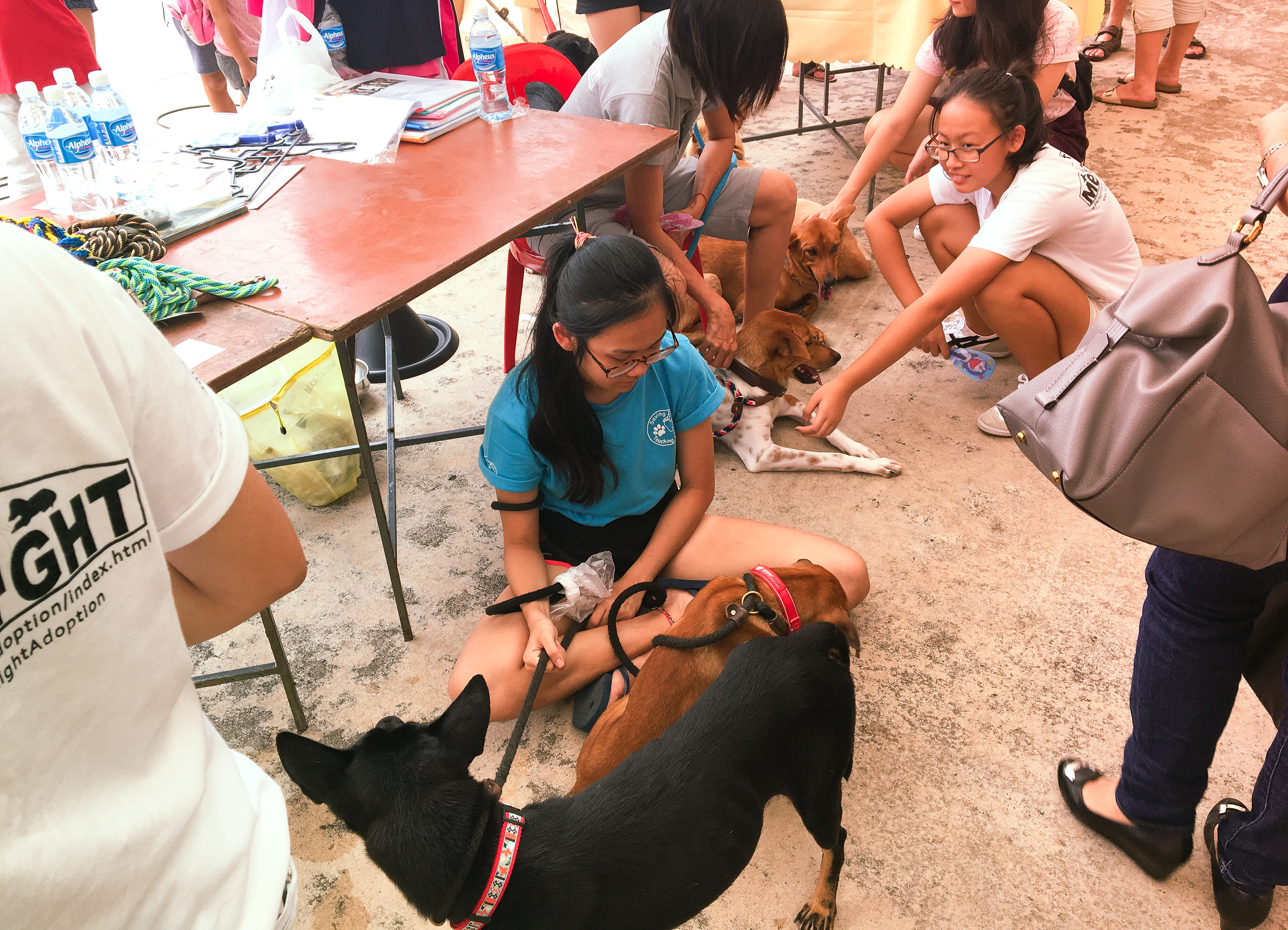 Adoption Drive 2017 - Singapore 4