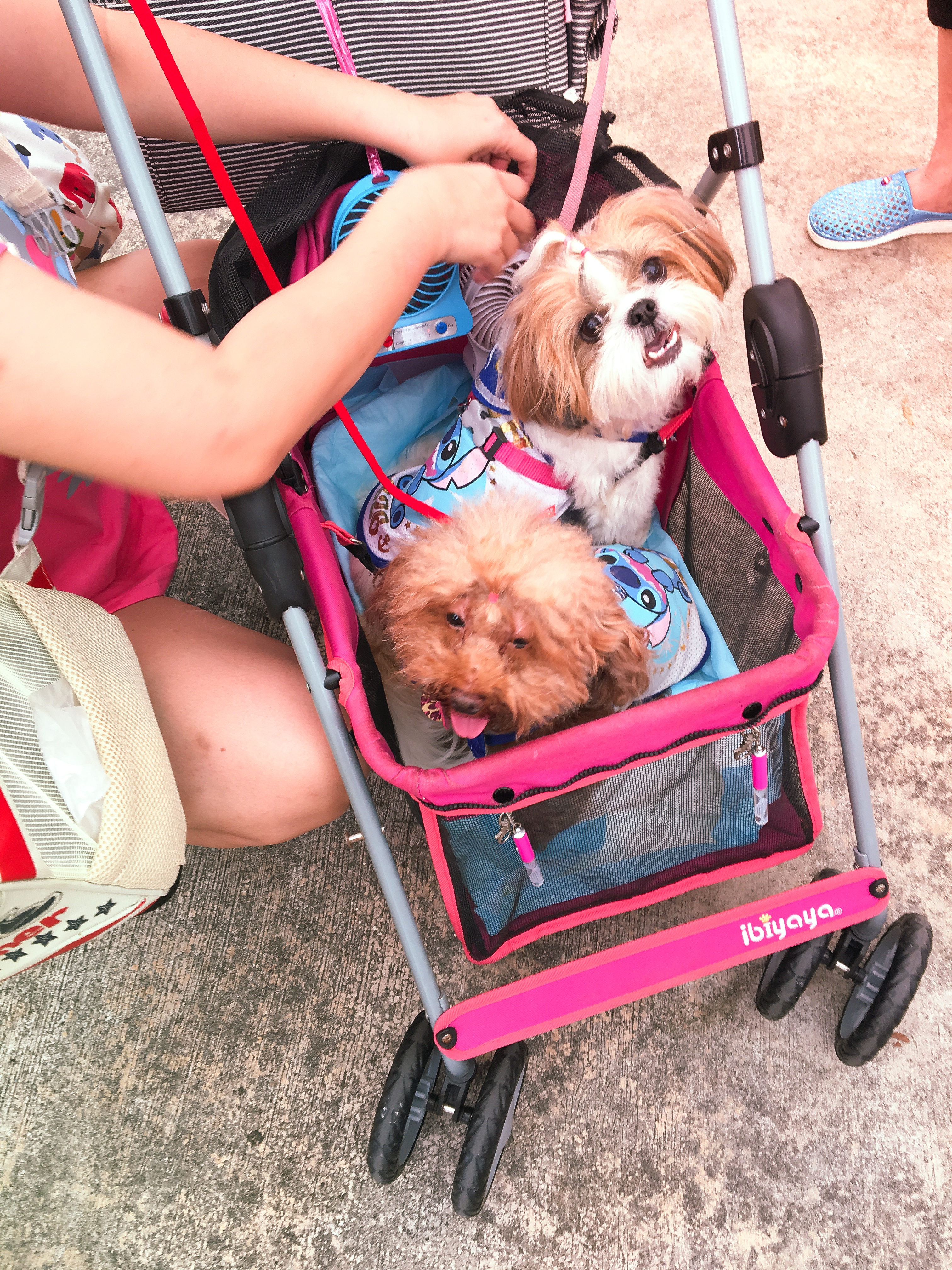 Adoption Drive 2017 - Singapore 8