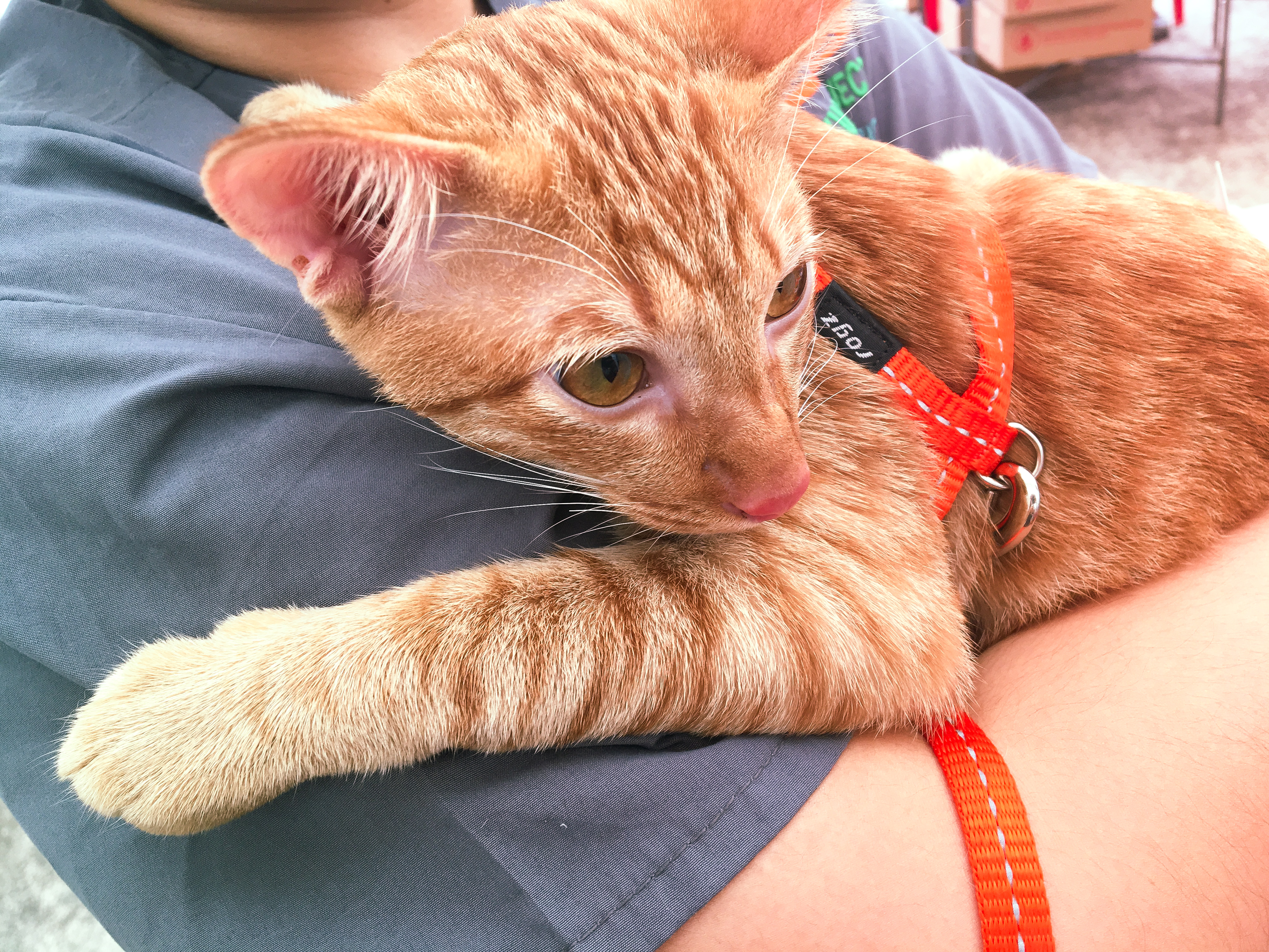 Adoption Drive 2017 - Singapore 13