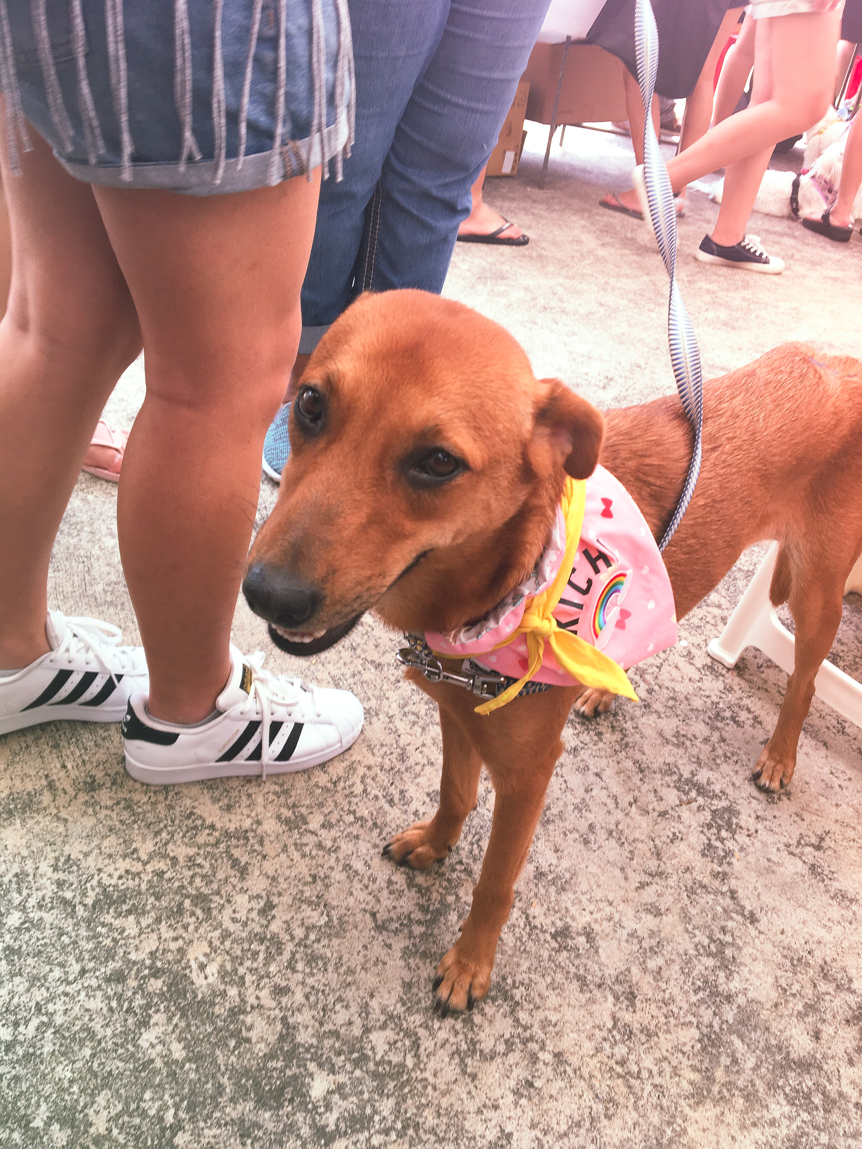 Adoption Drive 2017 - Singapore 16