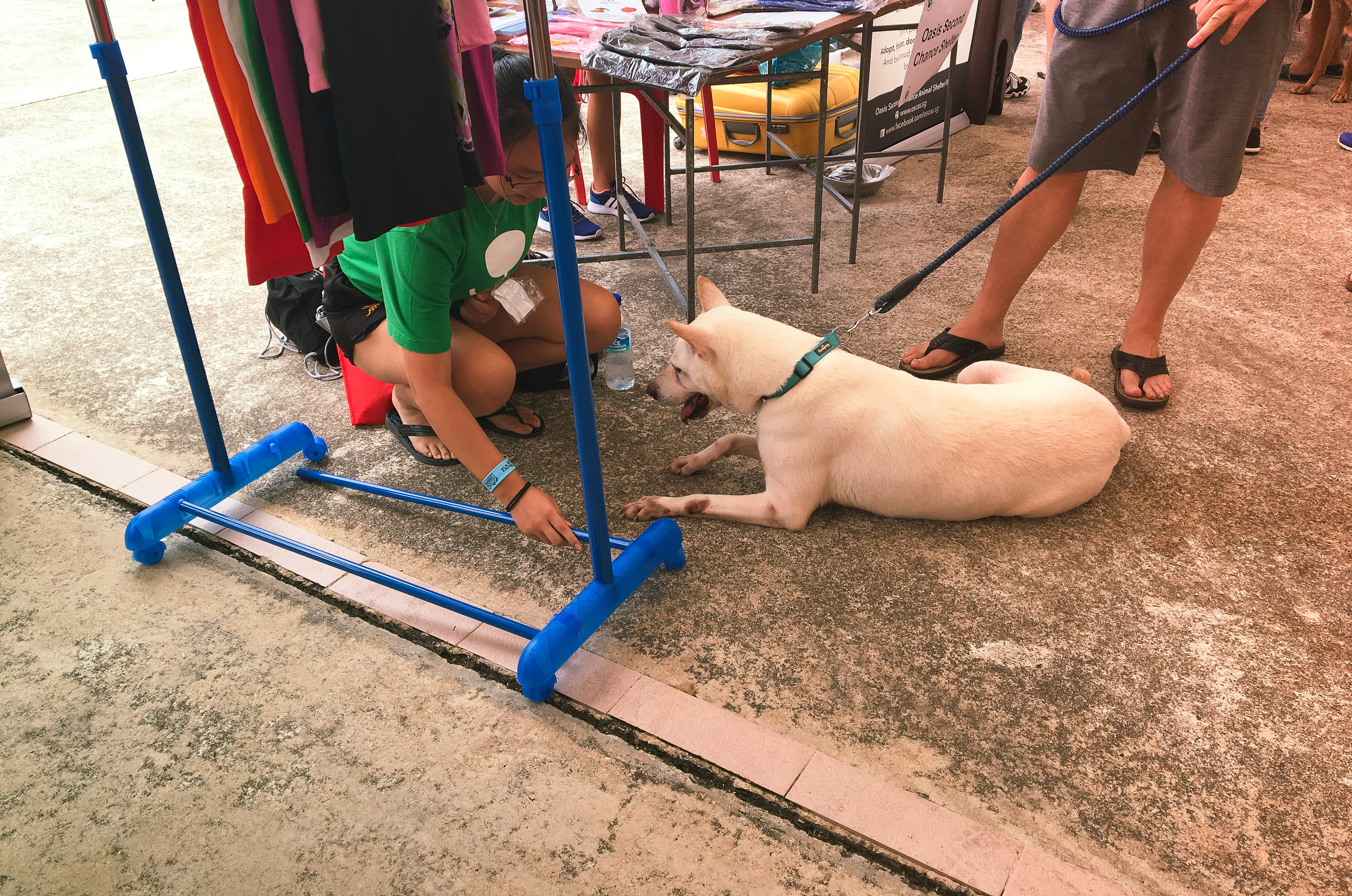 Adoption Drive 2017 - Singapore 2