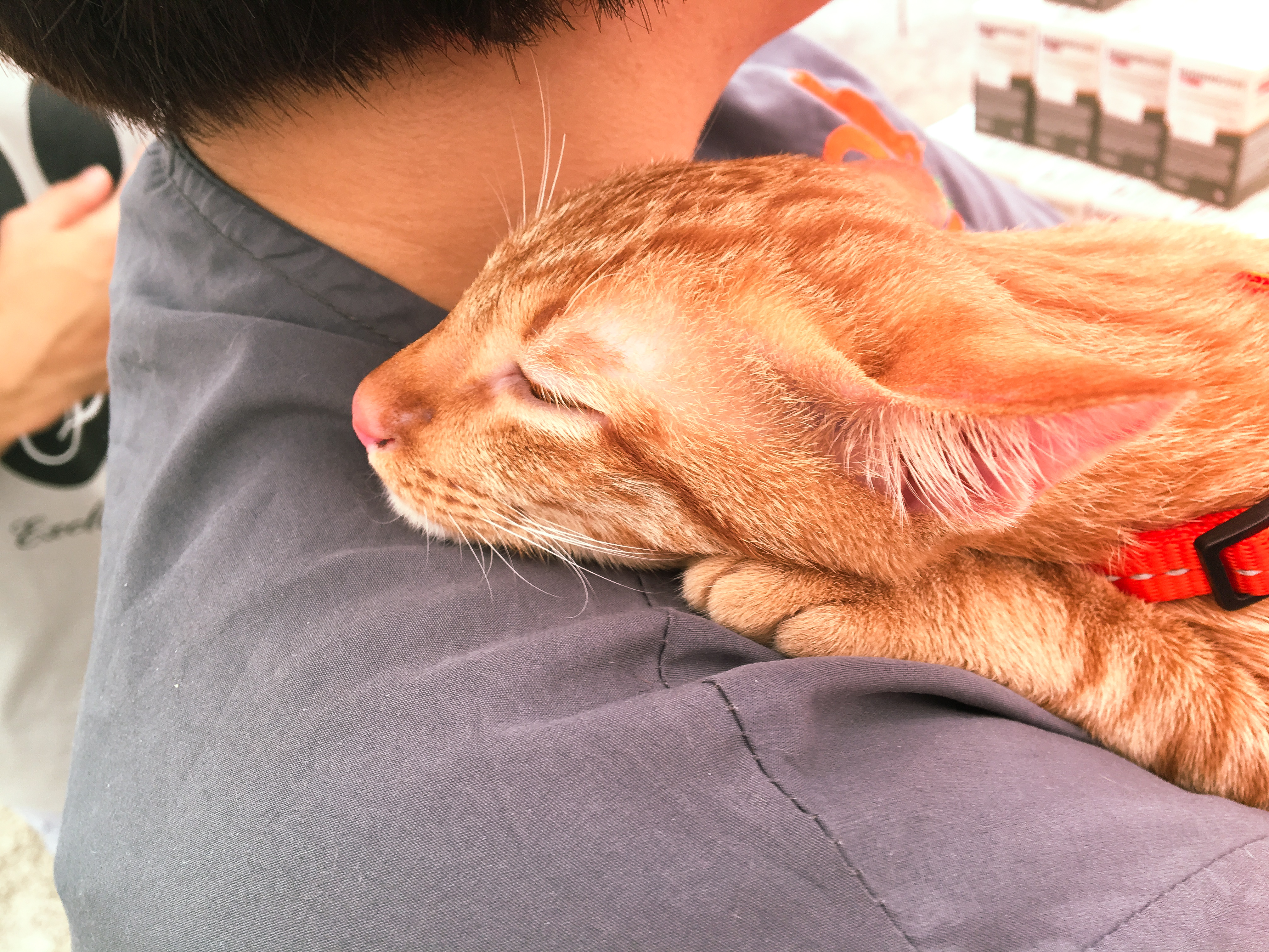 Adoption Drive 2017 - Singapore 15