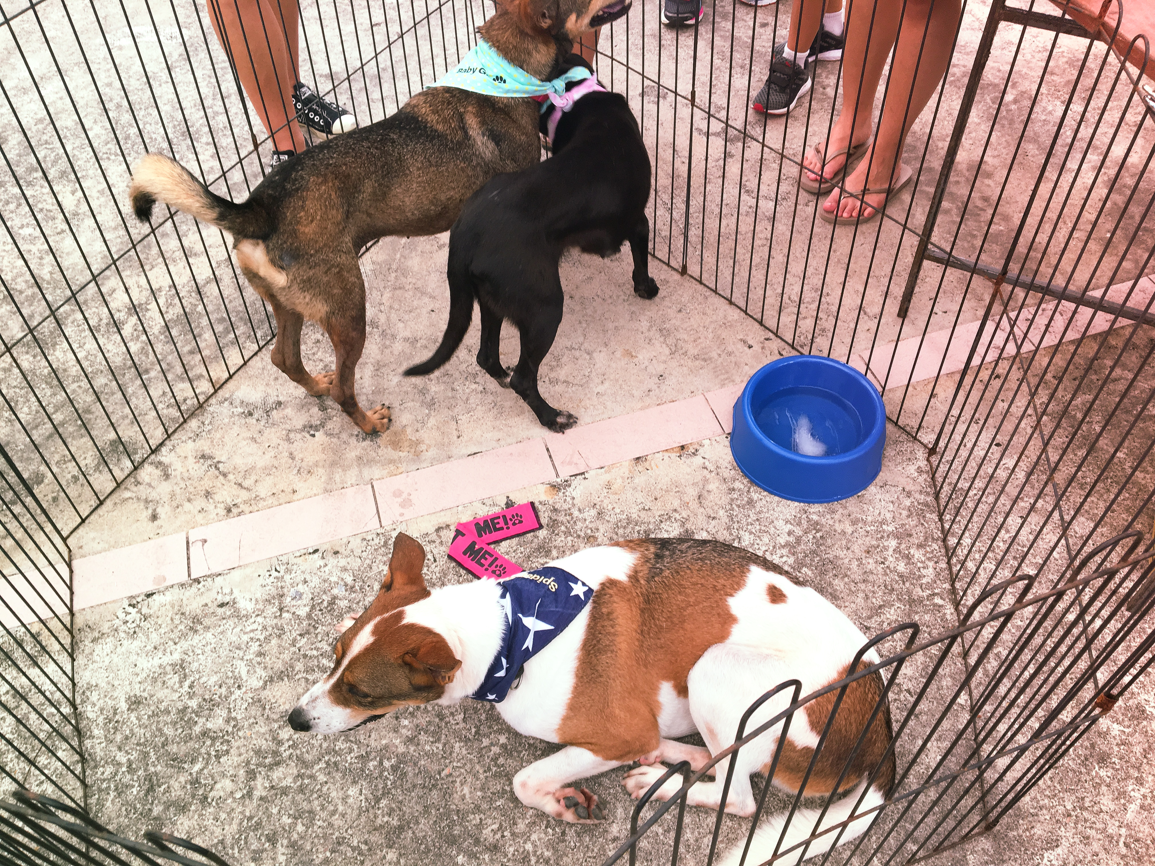 Adoption Drive 2017 - Singapore 12