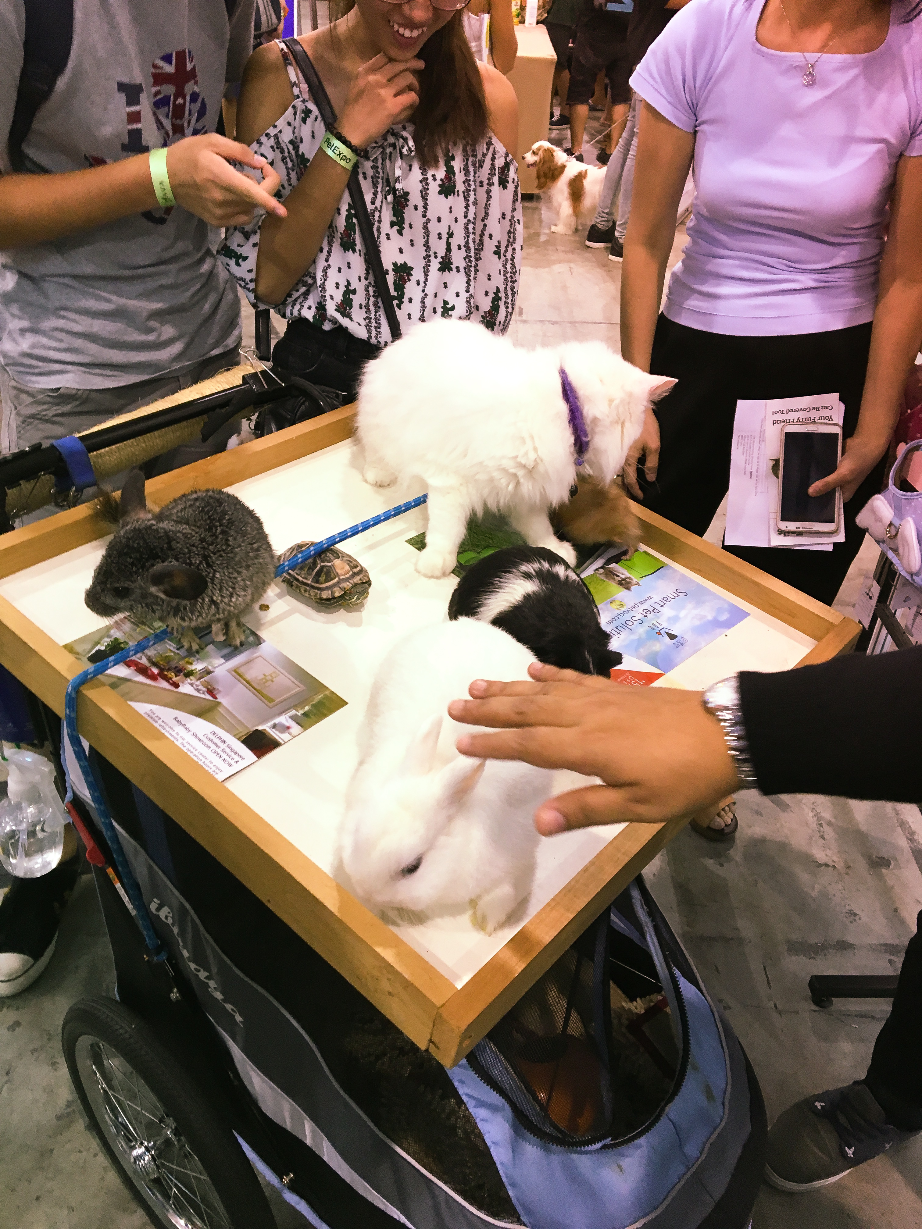 Pet EXPO 2016 - Singapore 1
