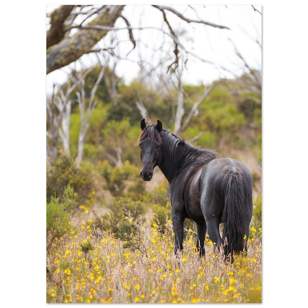 Thumbnail: Brumby Stallion | Giclée Fine Art Print 