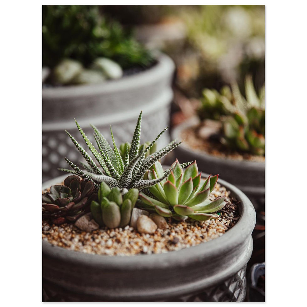 Thumbnail: Potted Happiness | Giclée Fine Art Print