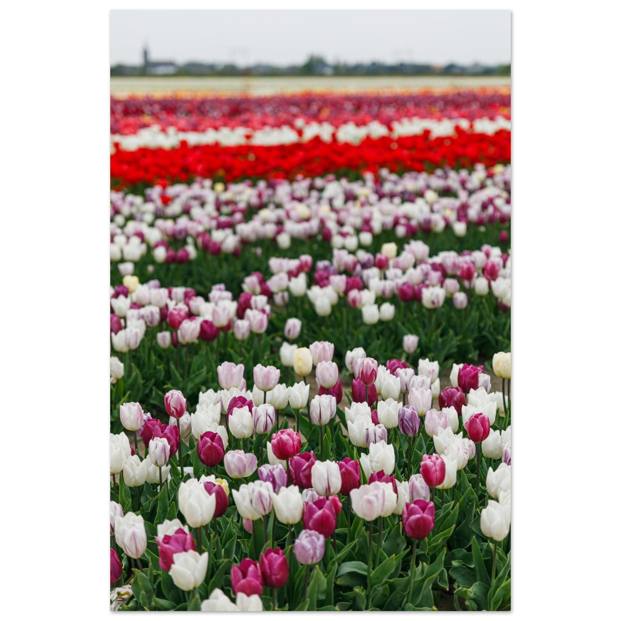 Tulip Fields, Netherlands  - 1 | Giclée Fine Art Print