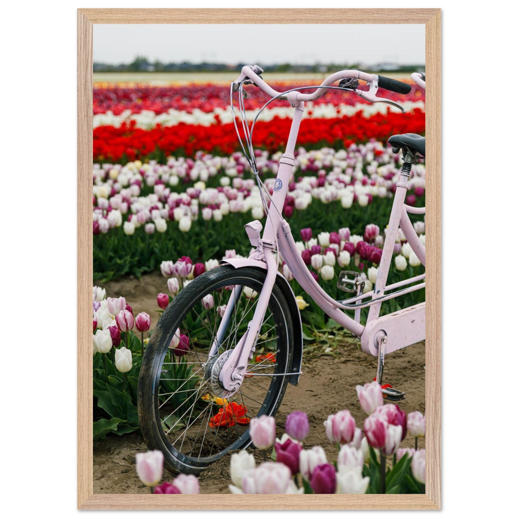 Tulip Fields, Netherlands  - 3 | Framed Botanical Photography Print