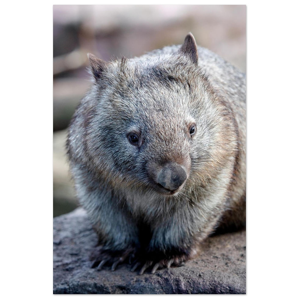 Thumbnail: Wombat Portrait | Giclée Fine Art Print