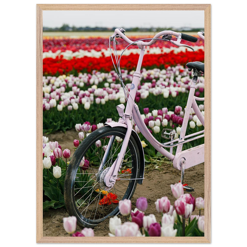Thumbnail: Tulip Fields, Netherlands  - 3 | Framed Botanical Photography Print