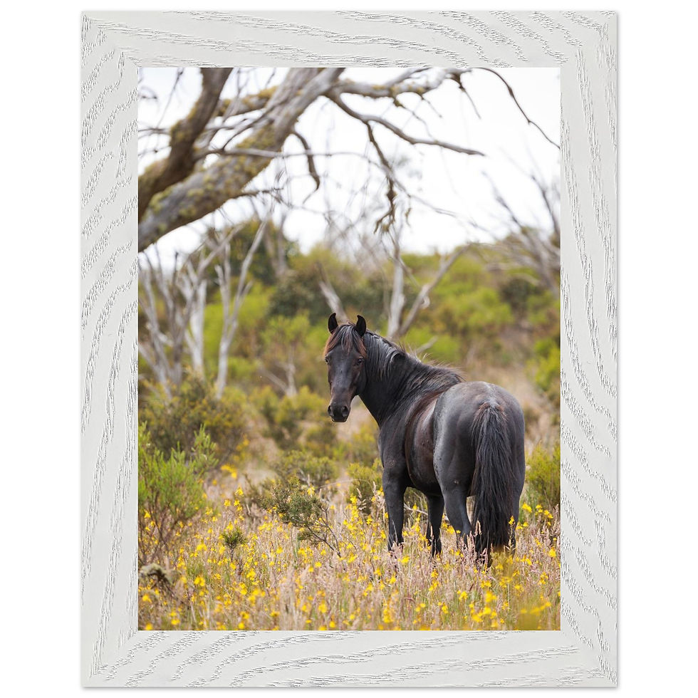 Thumbnail: Kosciuszko Brumby Stallion | Framed Photography Print
