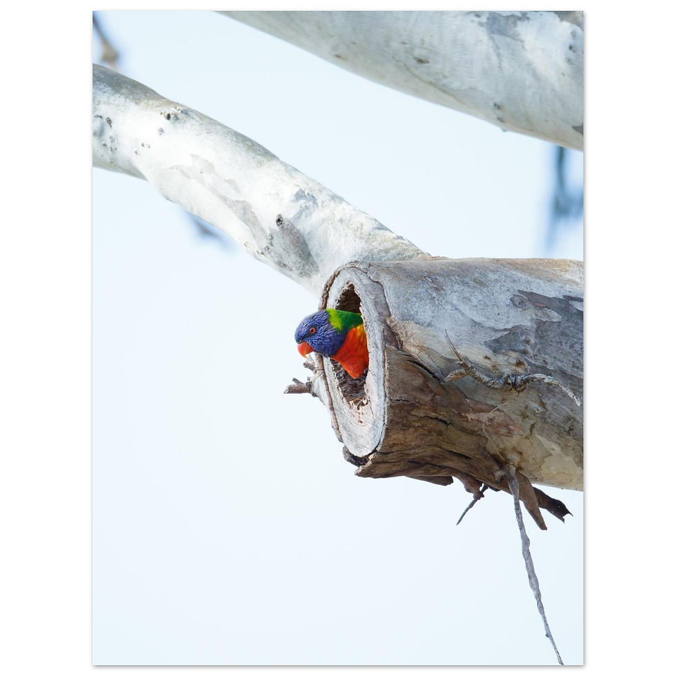 Thumbnail: Rainbow Lorikeet | Australian Wildlife Parrot Giclée Fine Art Print