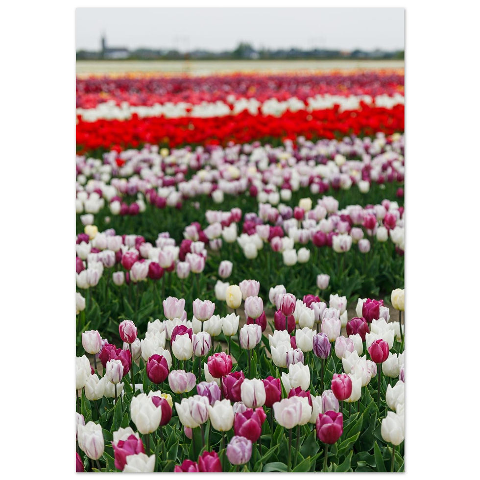 Thumbnail: Tulip Fields, Netherlands  - 1 | Giclée Fine Art Print