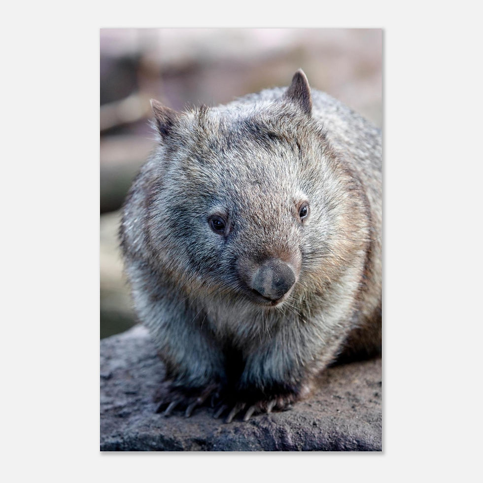 Thumbnail: Wombat Portrait | Giclée Fine Art Print