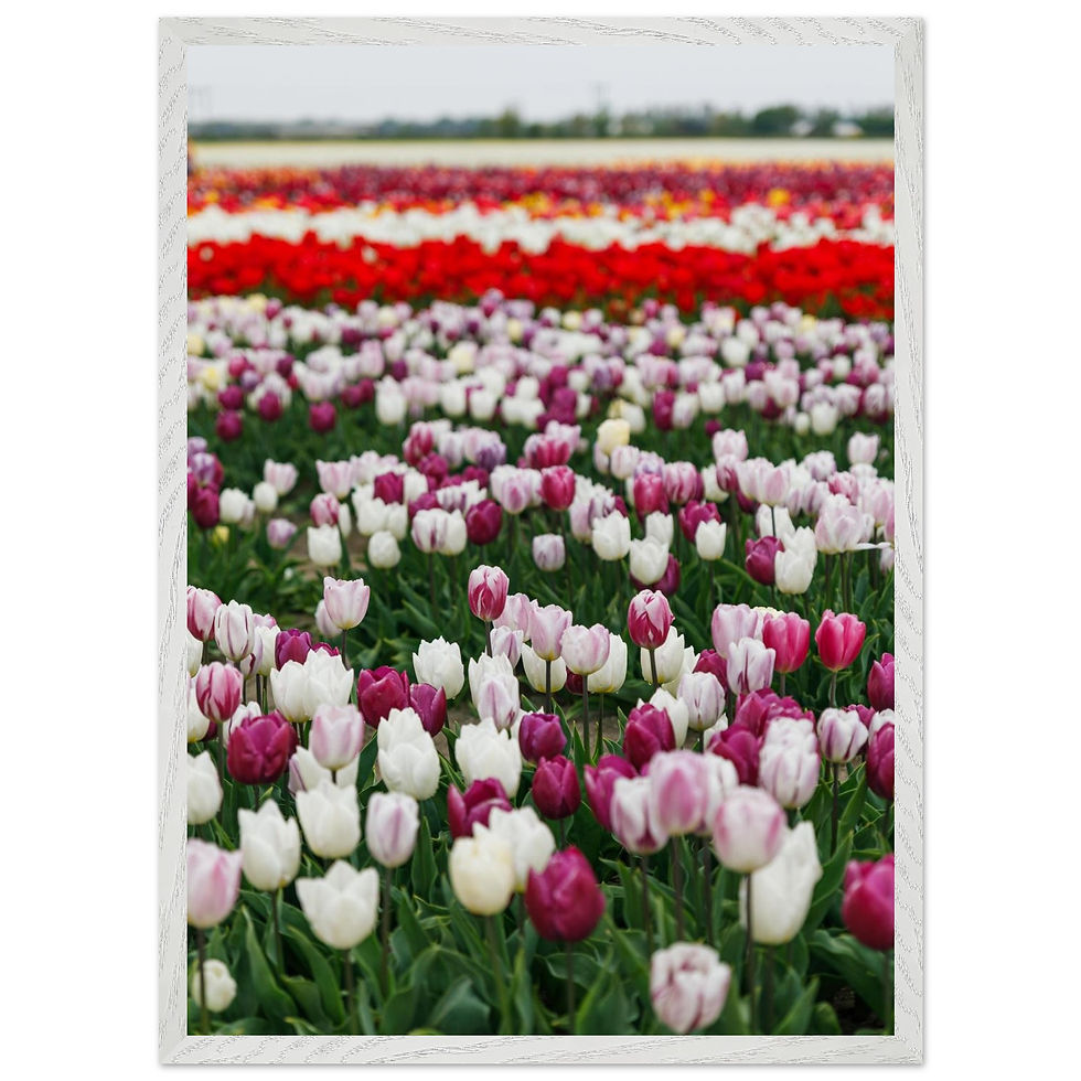 Thumbnail: Tulip Fields, Netherlands  - 2 | Framed Botanical Photography Print