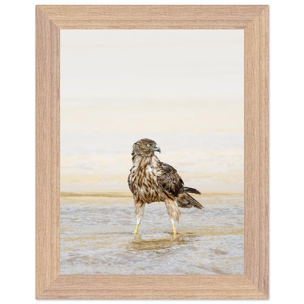 Thumbnail: NZ Swamp Harrier |  Premium Framed Photography Print