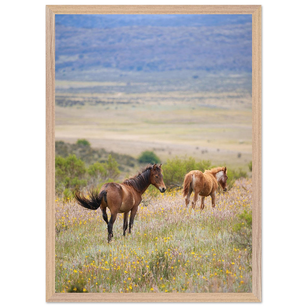 Thumbnail: Kosciuszko Brumby Foals | Framed Photography Print 