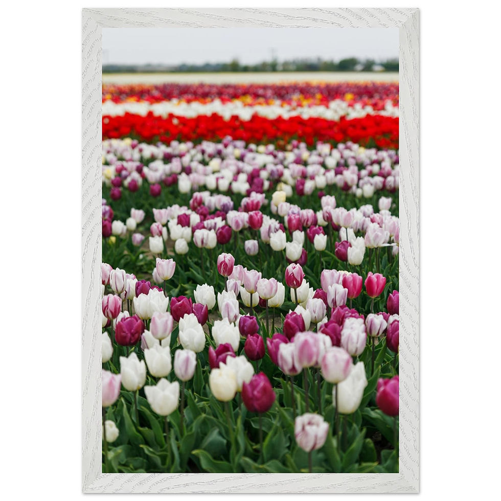 Thumbnail: Tulip Fields, Netherlands  - 2 | Framed Botanical Photography Print
