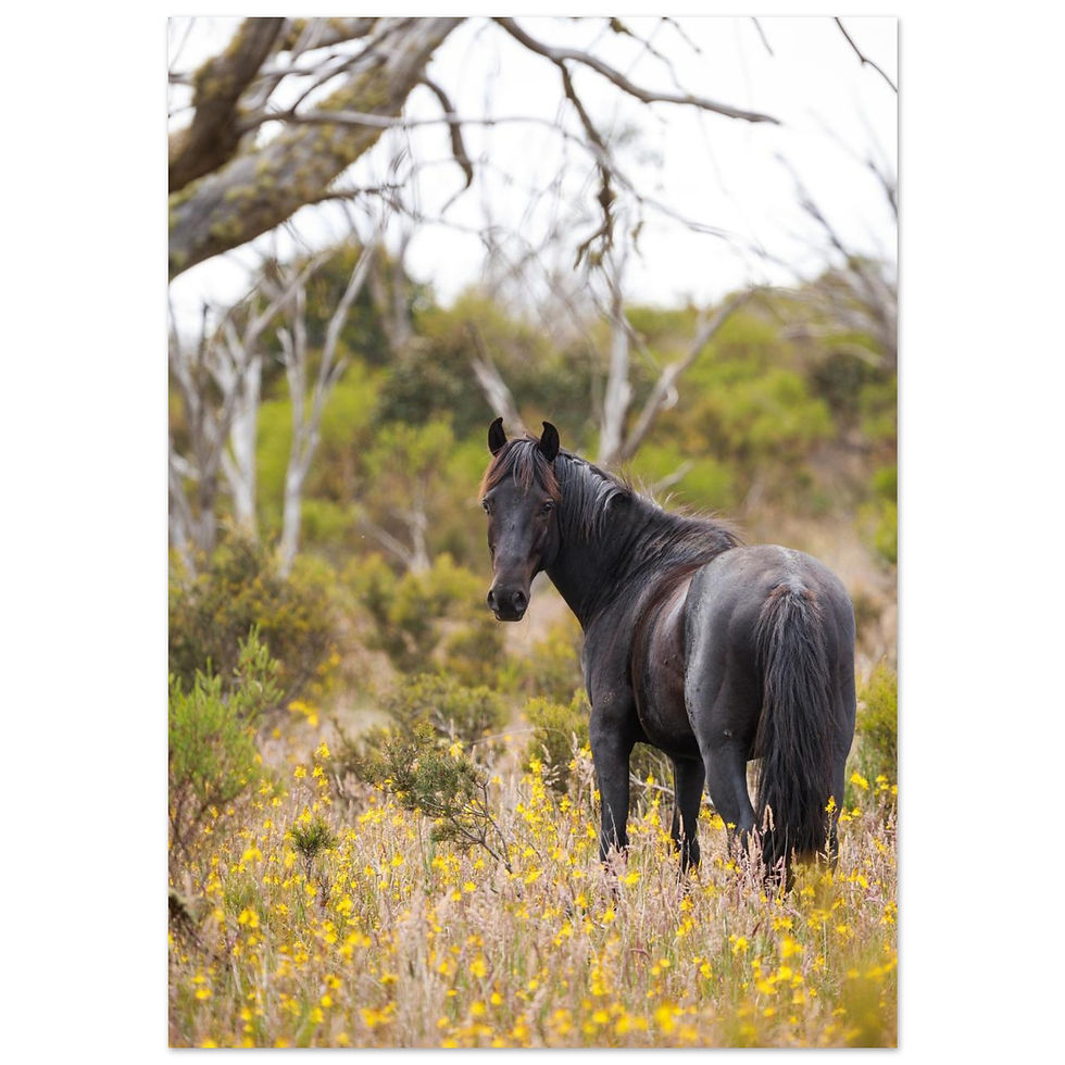 Thumbnail: Brumby Stallion | Giclée Fine Art Print 