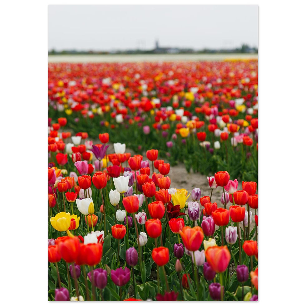Thumbnail: Tulip Fields, Netherlands - 1 | Giclée Fine Art Print