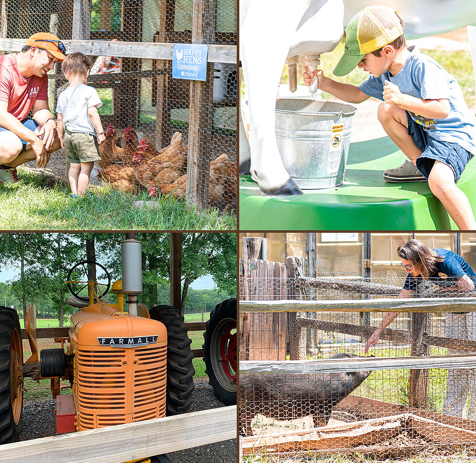 Homepage-Collage.jpg
