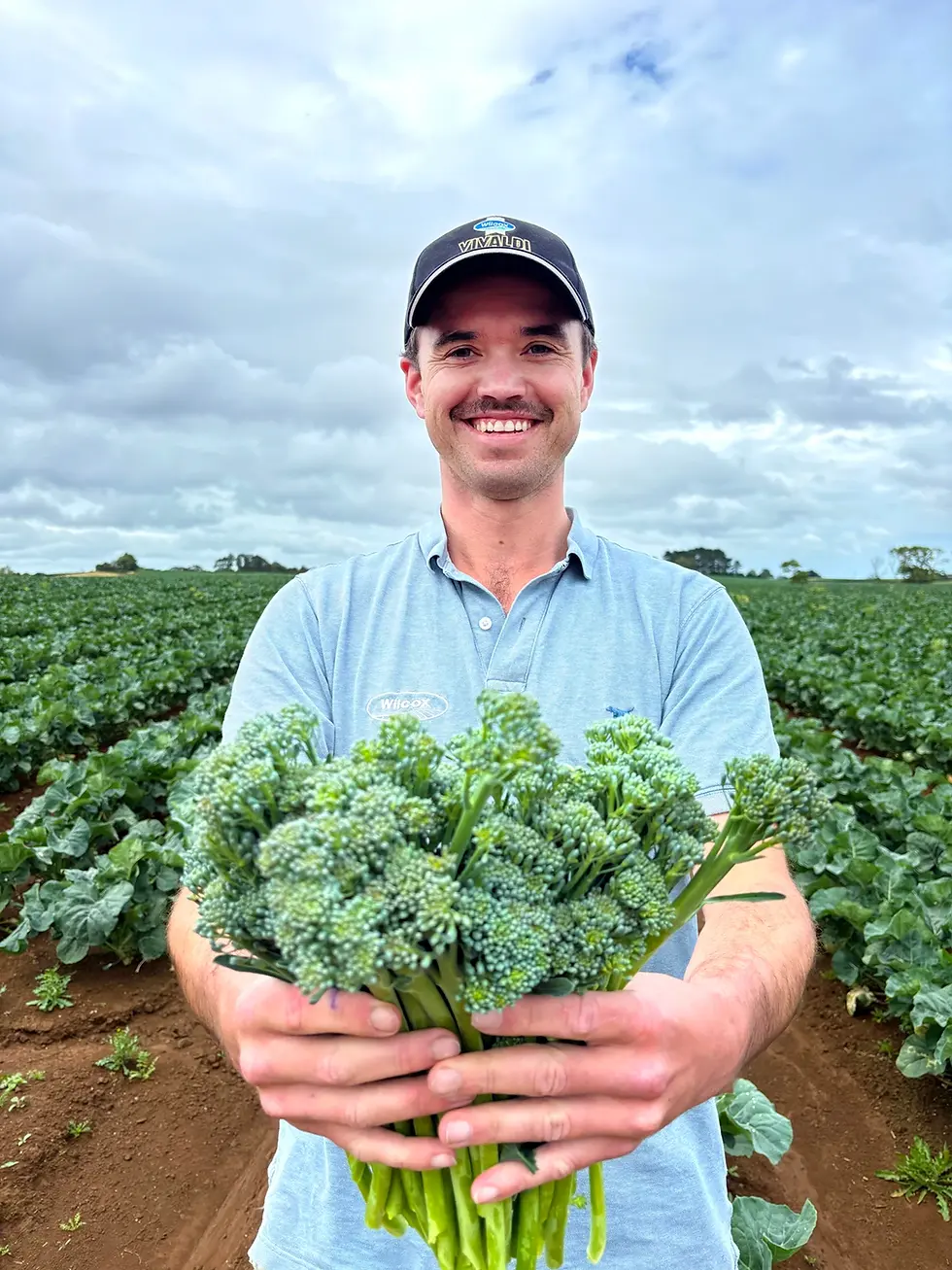 Blair Wilcox proudly displays a fresh harvest of broccolini, a flavorful blend of broccoli and Chinese kale, from his thriving fields.
