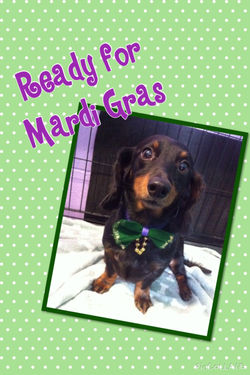 Cooper, a long haired Daschund