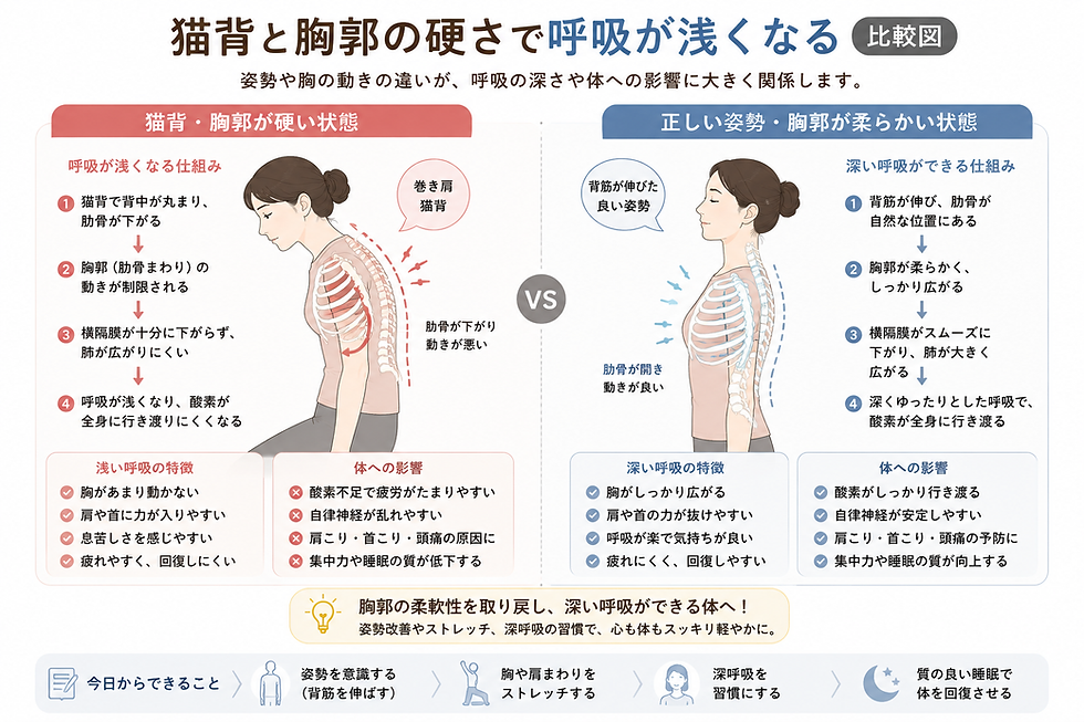 猫背と胸郭の硬さで呼吸が浅くなる比較図