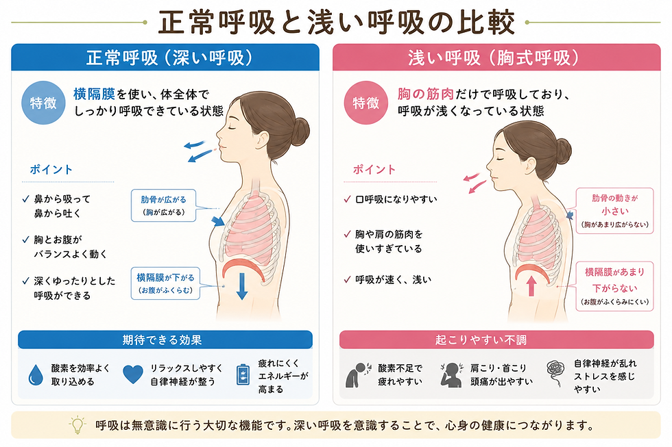 正常呼吸と浅い呼吸の比較図