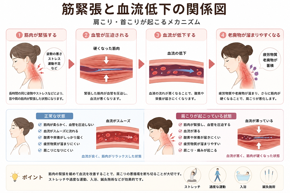 筋緊張と血流低下の関係図