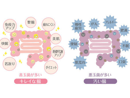 【体調を崩しやすい人は腸がカギ】免疫力と腸内環境、整体で整える体の土台