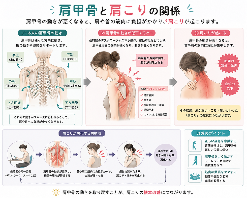 肩甲骨と肩こりの関係図