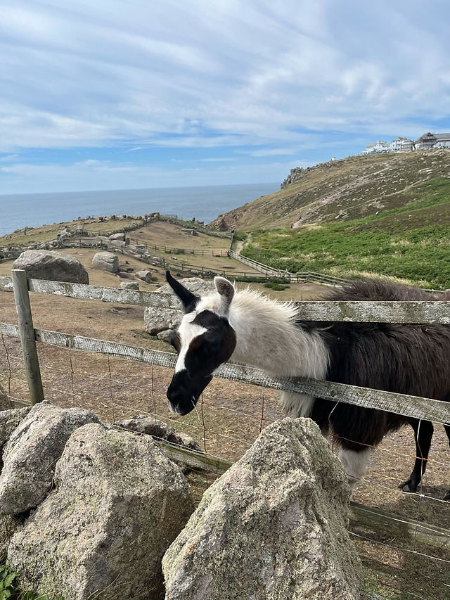 A horse walking around near Land's End