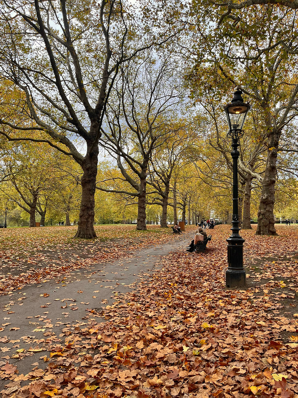 Orange and yellow leaves on the ground in between the trees in Green Park in autumn