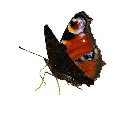 Tagpfauenauge_edited.png