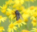 Fliege3.JPG