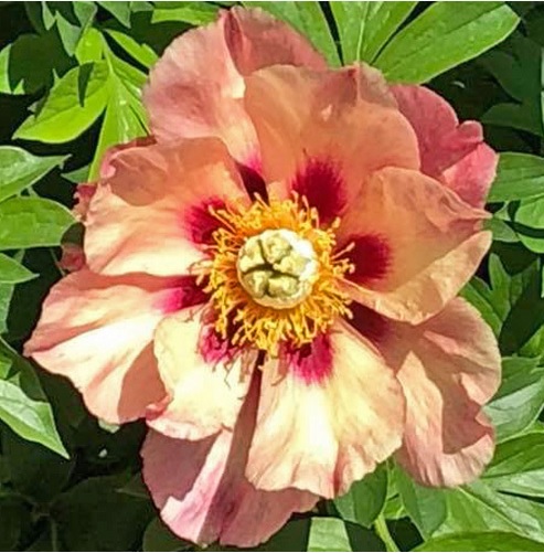 Old Rose Dandy