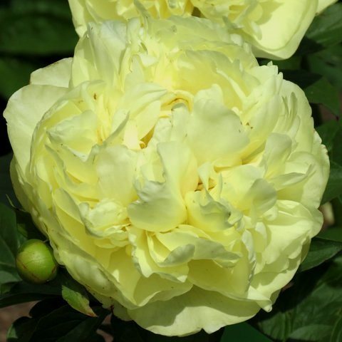 Lemon Chiffon