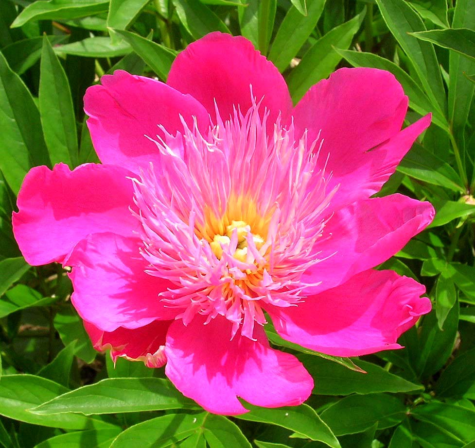 Coeur Ensoleillé