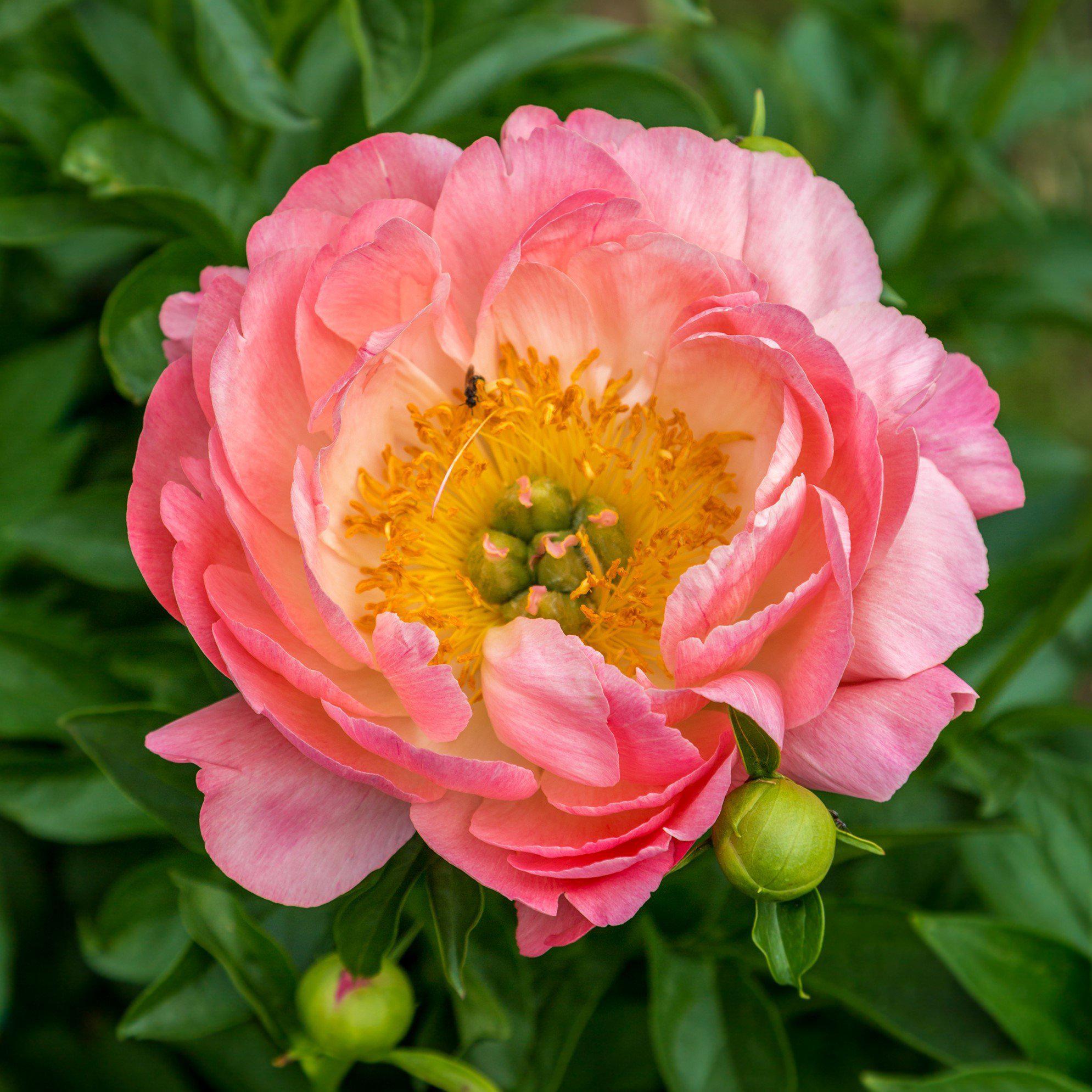 Pink Hawain Coral