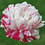 Miniature : Candy Stripe