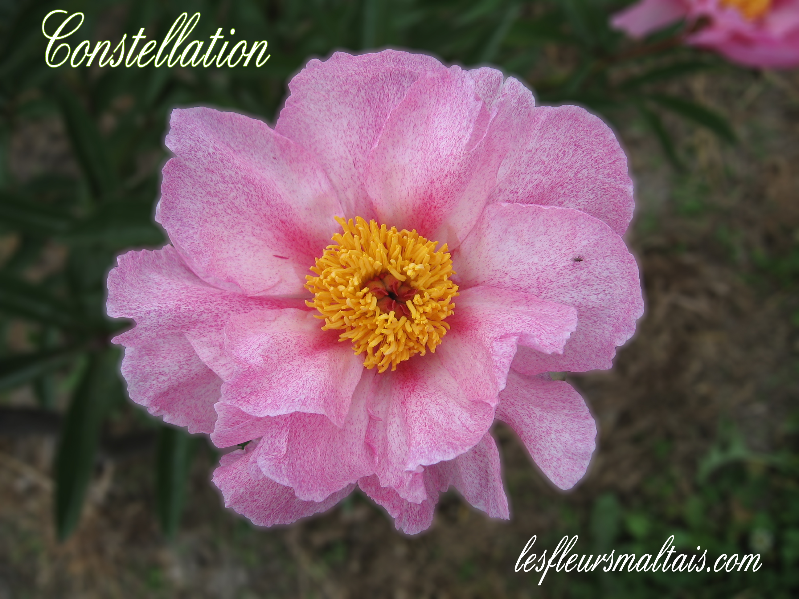 Constellation