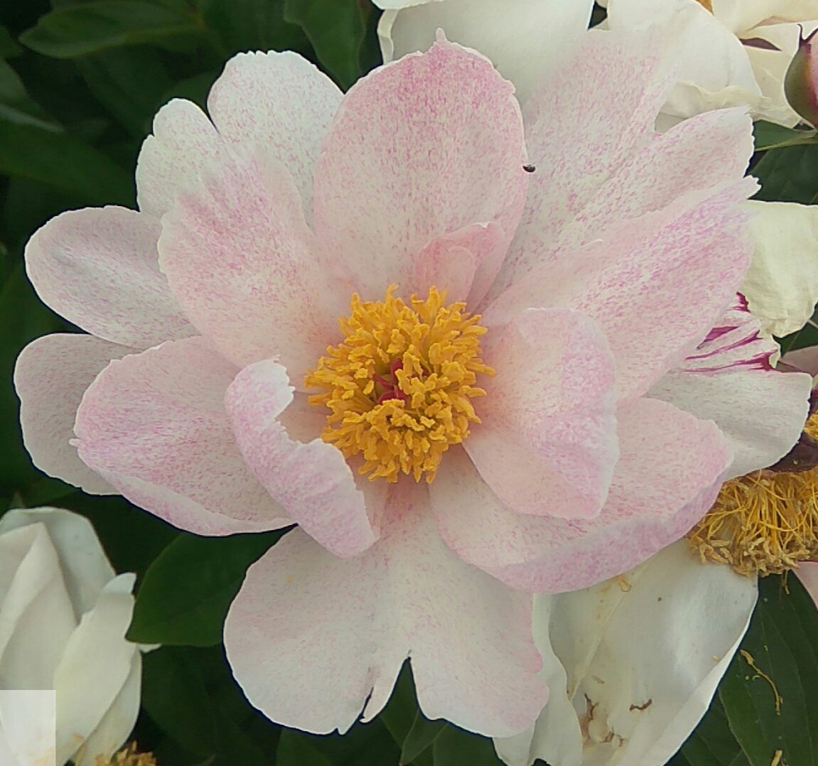 Picotée 6