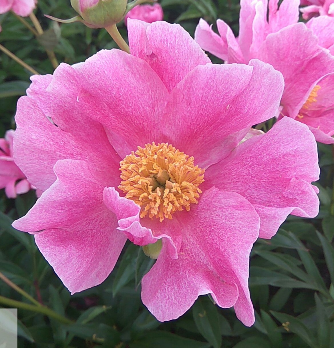 Picotée 9
