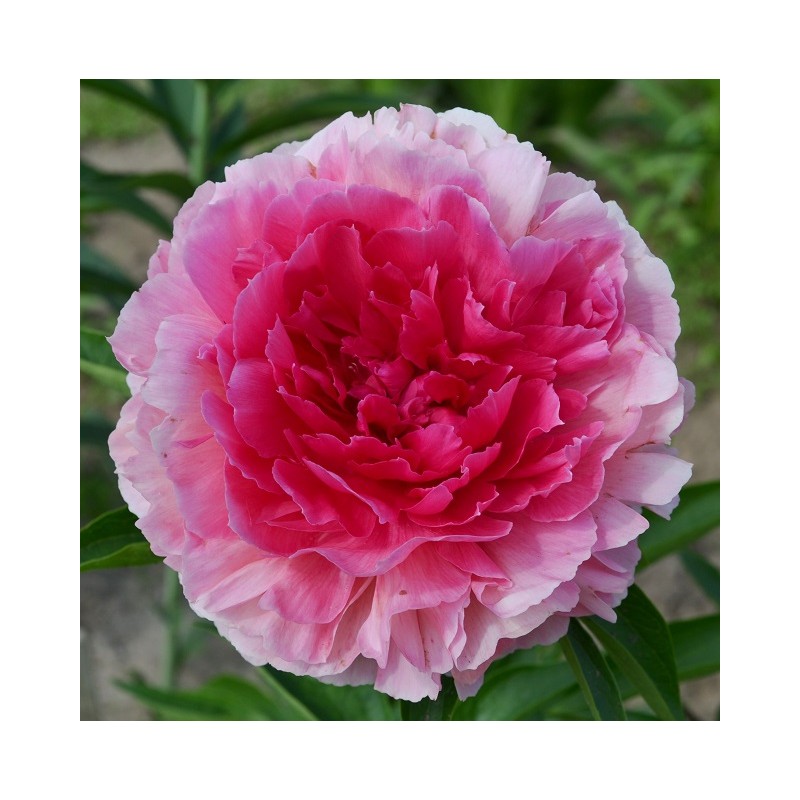 Rose Heart