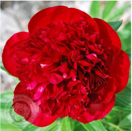 Red Charm