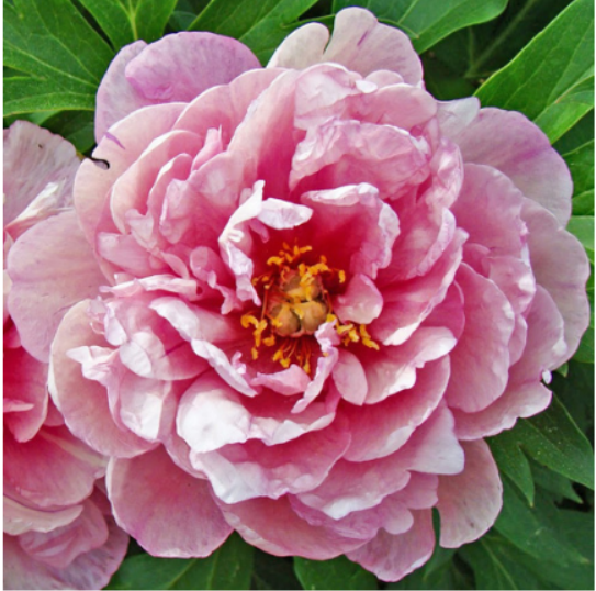 Pink Double Dandy