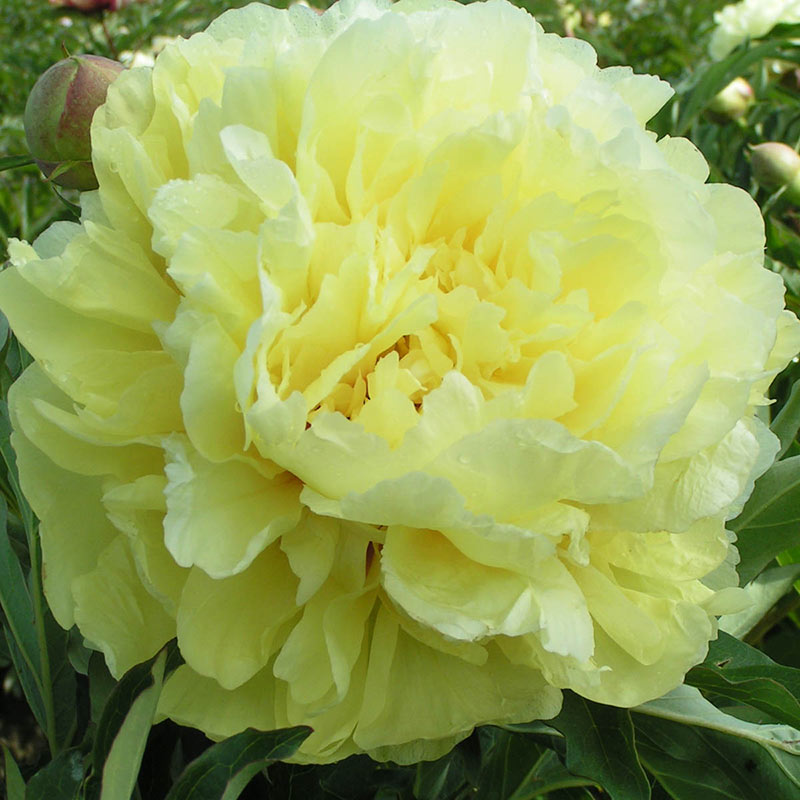 Duchesse De Lorraine