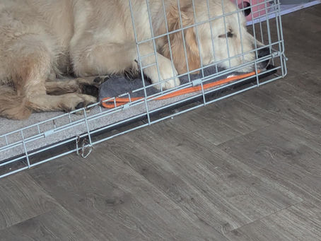 Crate Training and Why It’s a Good Idea